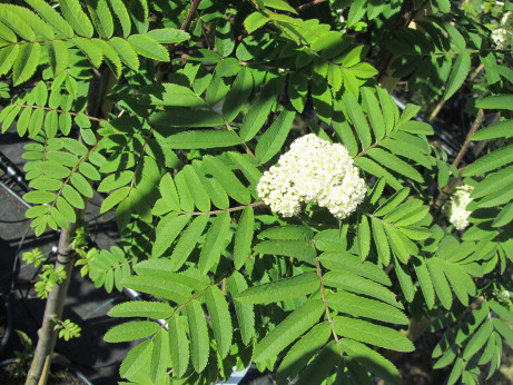 Sorbus aucuparia / Sorbier des oiseaux