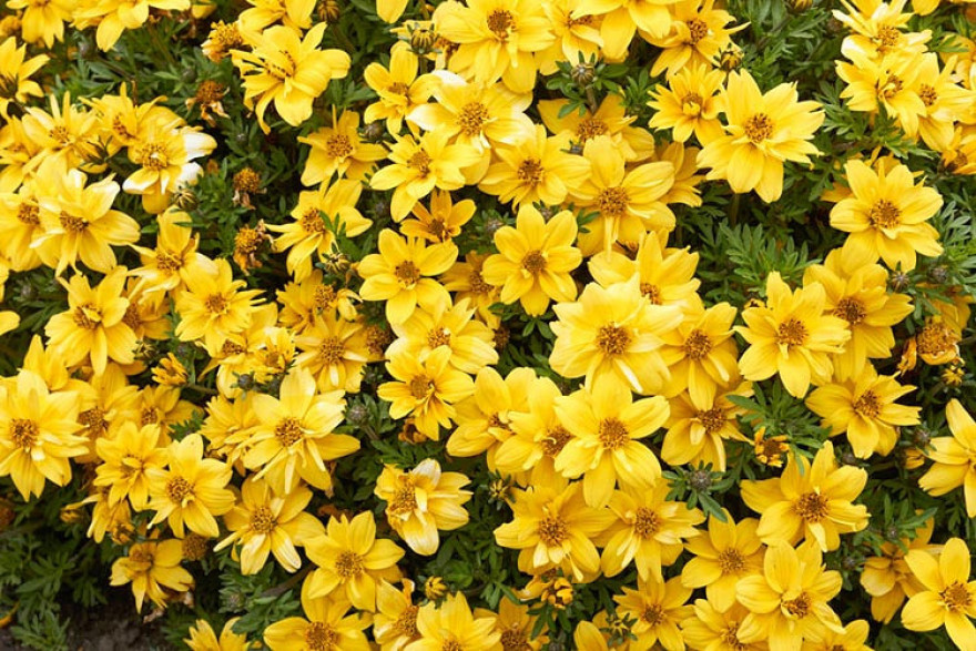 Tagetes lemonii