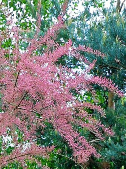 Tamarix tetrandra 'Africana' / Tamaris de printemps