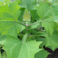 Smallanthus sonchifolius 'Red' / Yacon rouge / Poire de terre