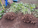 Smallanthus sonchifolius 'Red' / Yacon rouge / Poire de terre