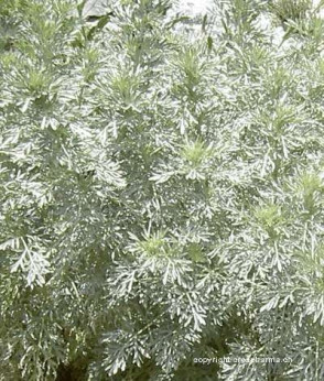 Artemisia absinthium ( absinthe )