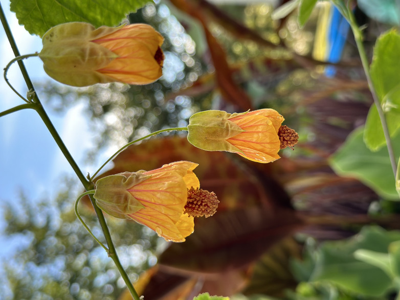 Abutilon megapoticum globosum