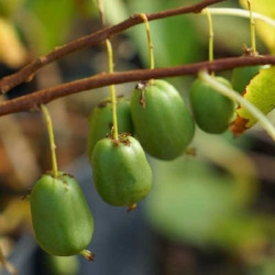 Actinidia arguta 'Vitikiwi®' / Kiwaï / autofertile