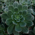 Aeonium haworthii