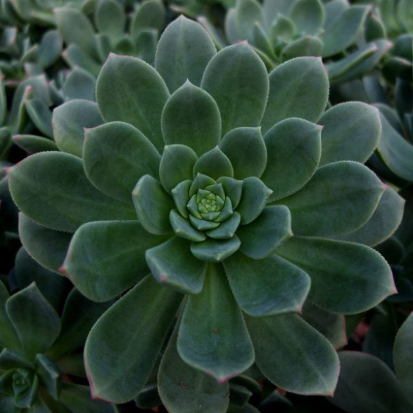 Aeonium haworthii