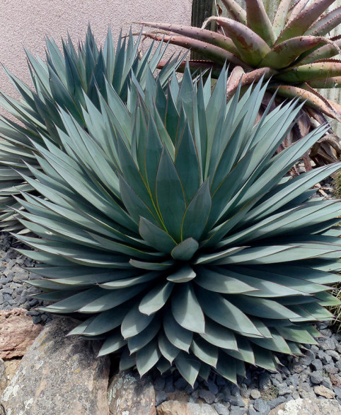 Agave x 'Blue Glow' / Agave