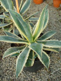 Agave americana 'Variegata'