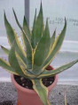 Agave americana 'Variegata'