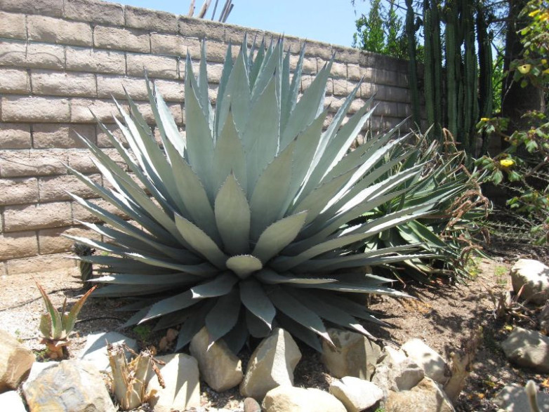 Agave applanata