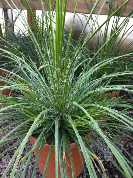 Agave geminiflora