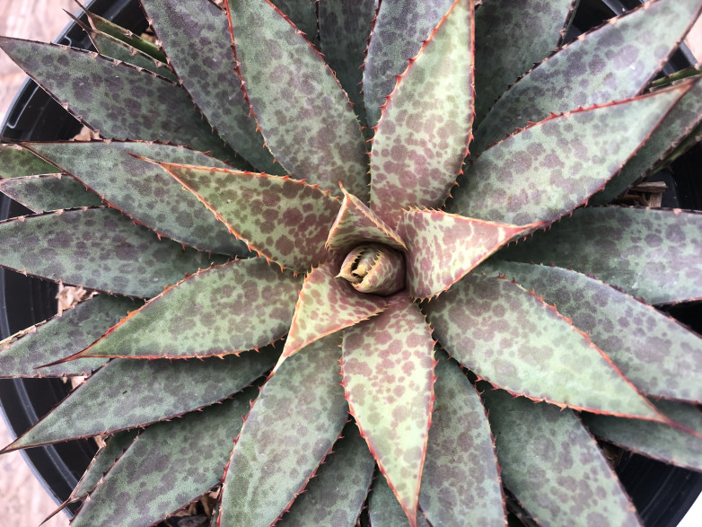 Agave manfredi bloodspot