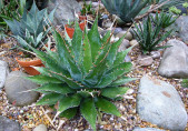 Agave montana