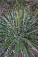 Agave multifilifera