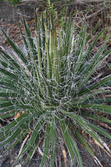 Agave multifilifera