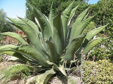 Agave salmiana