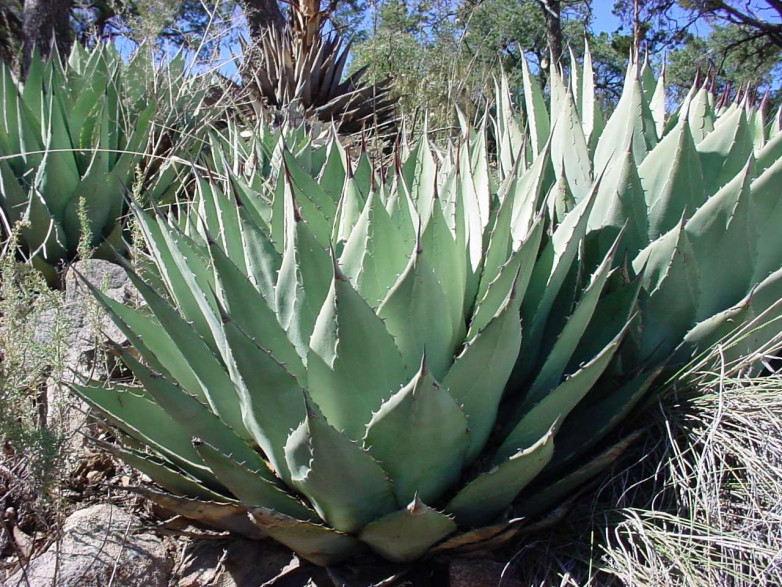 Agave parryi