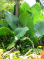 Alocasia 'Borneo giant'