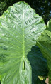 Alocasia 'Borneo giant'