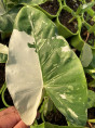 Alocasia macrorrhiza variegata