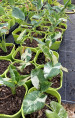 Alocasia macrorrhiza variegata