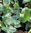 Alocasia macrorrhiza variegata