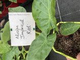 Alocasia 'Imperial red'