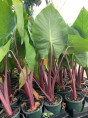 Alocasia 'Imperial red'