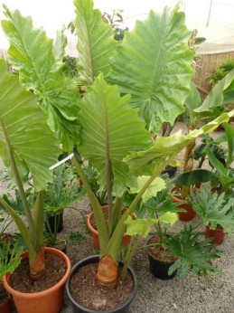 Alocasia Portodora