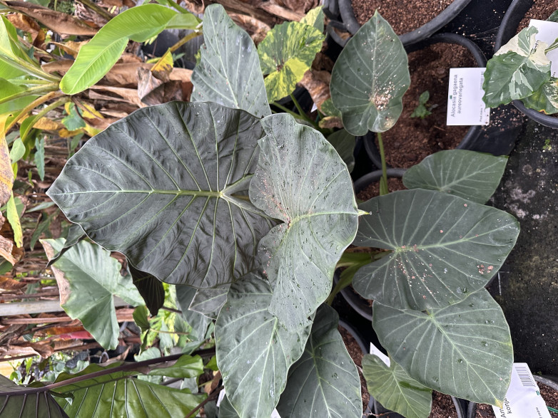 Alocasia 'Regal shield' (européen)