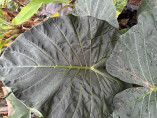 Alocasia 'Regal shield' (européen)