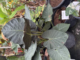 Alocasia 'Regal shield' (européen)