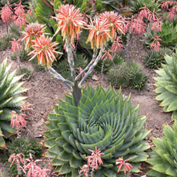 Aloe polyphylla (aloe spirale)