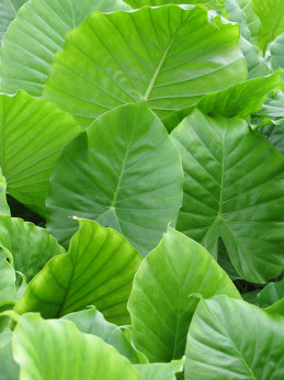 Alocasia odora ( california)