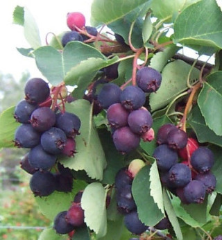 Amélanchier alnifolia 'Smokey'