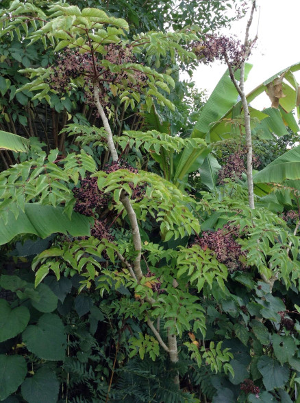 Aralia elata / Angelique en arbre