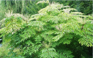 Aralia elata / Angelique en arbre