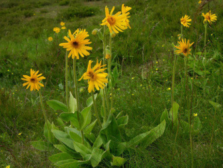 Arnica montana / Arnica des montagnes