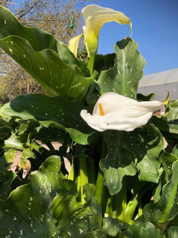 Zantedeschia aethiopica 'Himalaya' / Arum géant d'Ethiopie