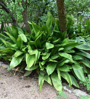 Aspidistra elatior