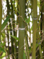 Bambou Phyllostachys Nigra Henonis