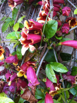 Bignonia 'Capreolata' / Bignone chocolat (Doxantha)