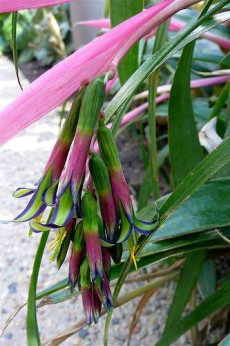 Billbergia Nutans