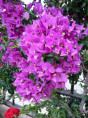 Bougainvillier x glabra 'Sanderiana'