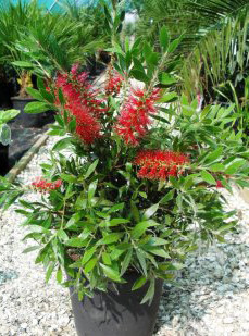 Callistemon citrinus 'Splendens' / Rince bouteille