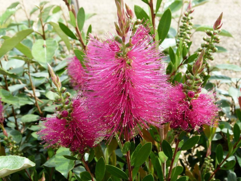 Callistemon 'Hotpink' / Rince bouteille