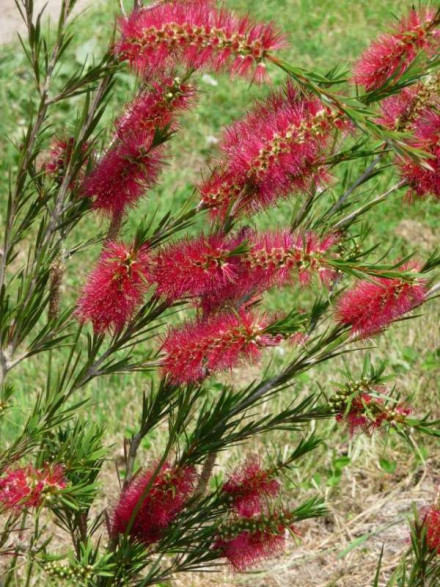 Callistemon 'Rigidus' / Rince bouteille