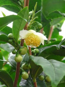 Camellia sinensis - Théojardin® / Théier / arbre à thé