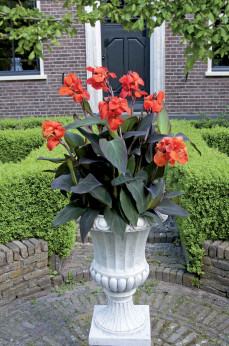 Canna Cannova orange bronze