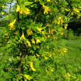 Caragana arborescens / Caraganier (acacia jaune)